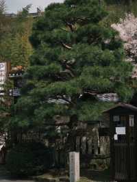🏮 ซันมาชิ ซูจิ – เดินตรอกไม้ หลงรักเมืองเก่า 🏯