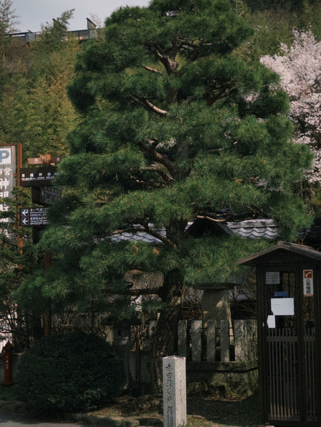 🏮 ซันมาชิ ซูจิ – เดินตรอกไม้ หลงรักเมืองเก่า 🏯