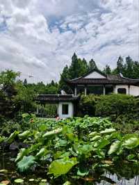 Where Summer Dances on Lotus Pads – West Lake’s Fragrant Aquatic Ballet"