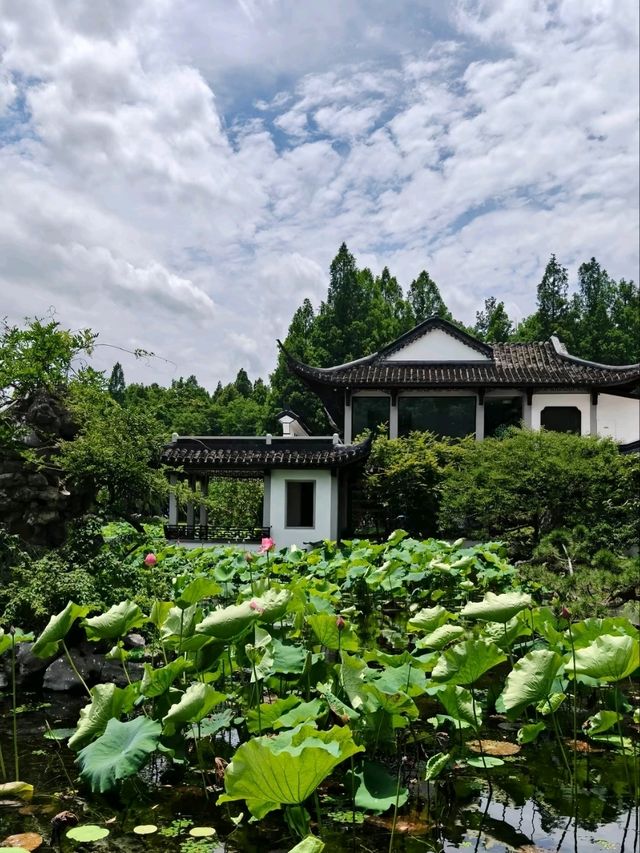 Where Summer Dances on Lotus Pads – West Lake’s Fragrant Aquatic Ballet"