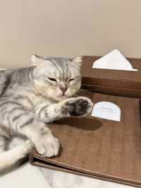 โรงแรมริมแม่น้ำเจ้าพระยา Pet Friendly 🐈
