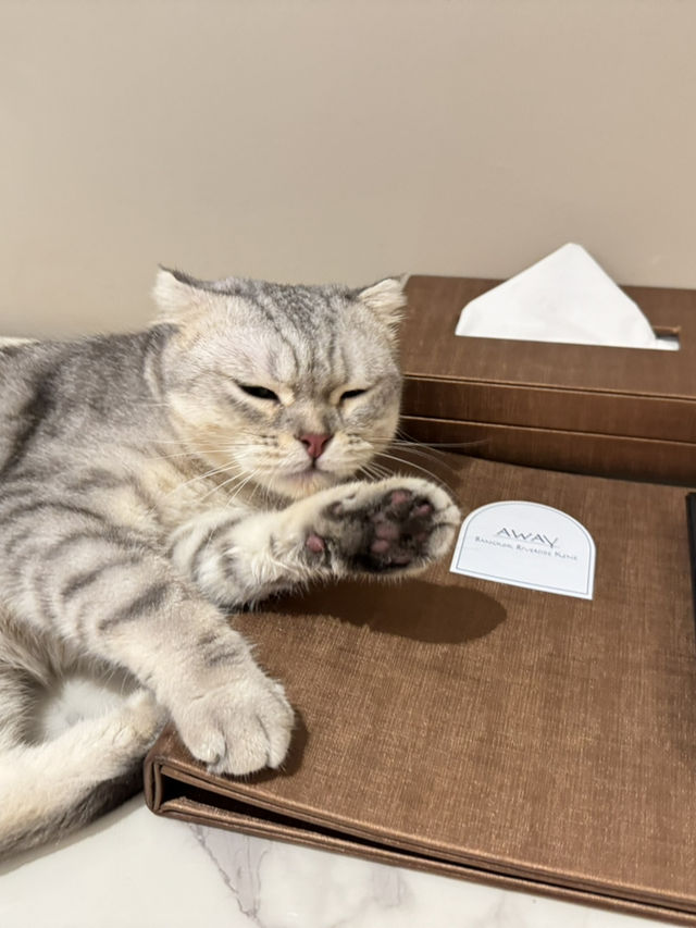 โรงแรมริมแม่น้ำเจ้าพระยา Pet Friendly 🐈