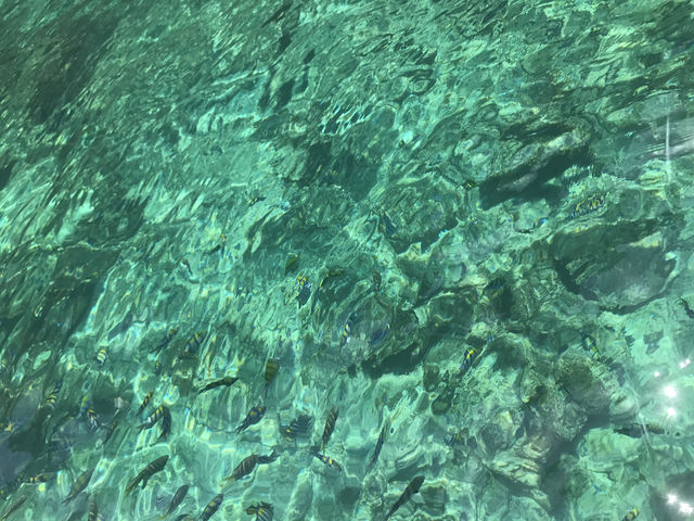 息をのむ美しさ！ピピ島の「エメラルドの海」に魅せられて💎🌊