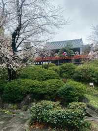 Strolling Through Sakura at Ueno Park