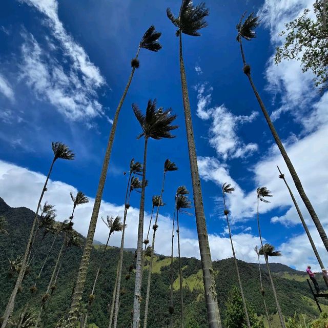 Valle de Cocora – “Where Palm Trees Touch the Clouds” Valle de Cocora – “Where Palm Trees Touch the Clouds”