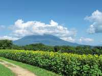 北海道高桥牧场