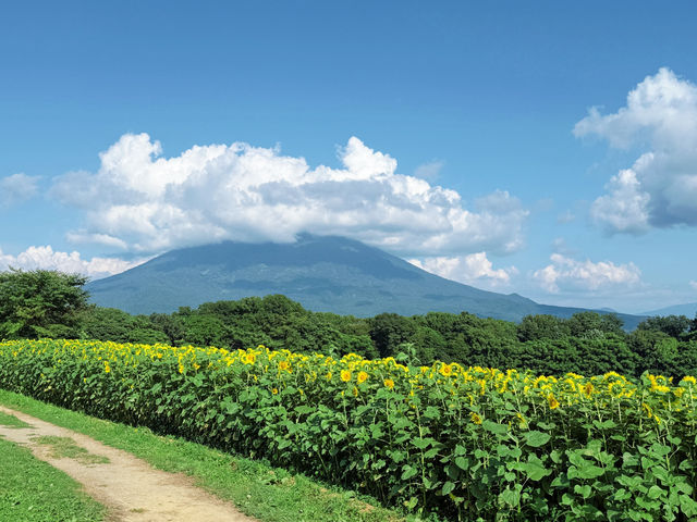 北海道高桥牧场
