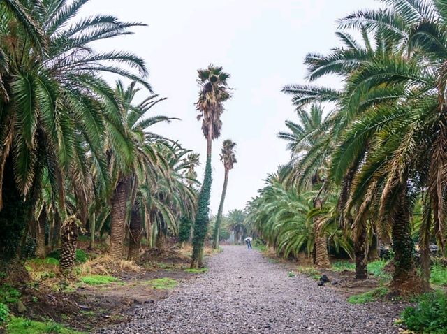 [제주도] 상가리 야자수 군락지 🌴 