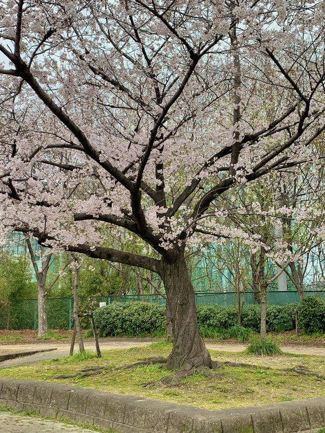 봄이 오면 꼭 가보고 싶었던 곳, 야마자키강 벚꽃길 🌸