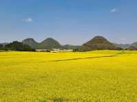 Luoping - Sea of Rapeseed Flowers in Yunnan.