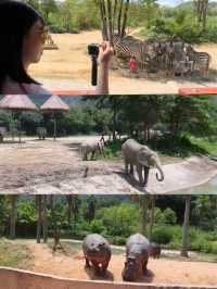 🦒【清遠長隆森林王國】兩日一夜親子快閃遊｜長頸鹿城堡酒店｜動物大遷徙＋溫泉樂園♨️