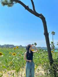 여름이 떠나가기 전 동쪽 제주 🌻