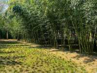🌿 Zhongshan Park – A Tranquil Escape in Shanghai 🏯🇨🇳