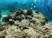 ดำน้ำที่ สิปาดัน สวรรค์ใต้น้ำ มาเลเซีย