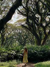 🌳 De Djawatan Forest Wonder