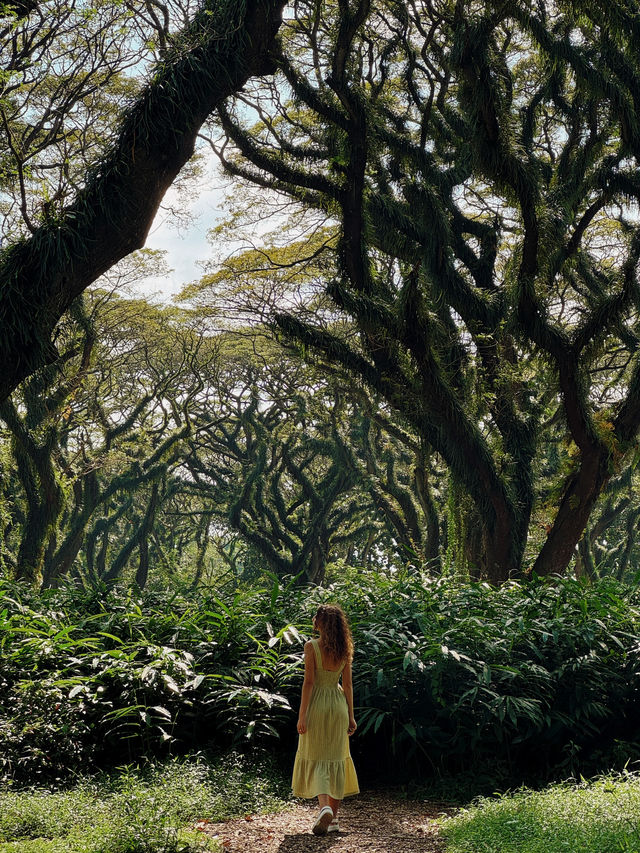🌳 De Djawatan Forest Wonder