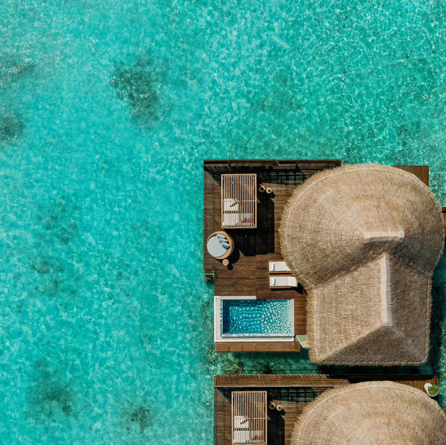 Rebel in Paradise