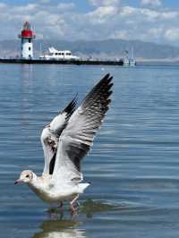 Echoes of the Plateau: Falling in Love with Qinghai Lake