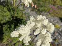 Dunedin Botanic Garden