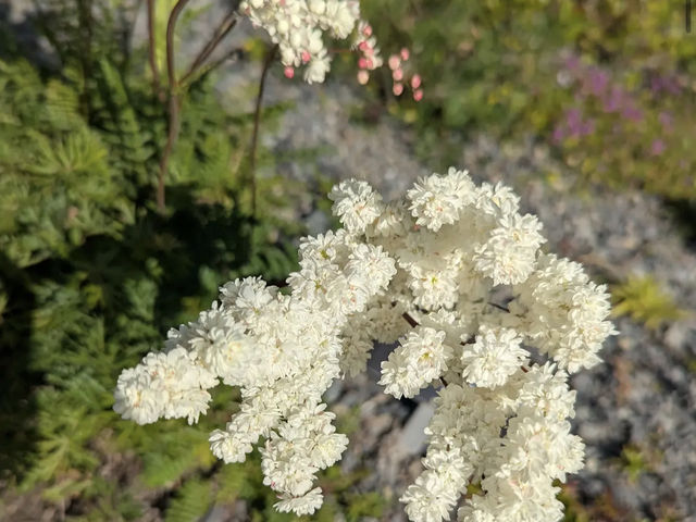 Dunedin Botanic Garden