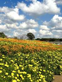 様々な絶景お花畑が見られる東京ドイツ村