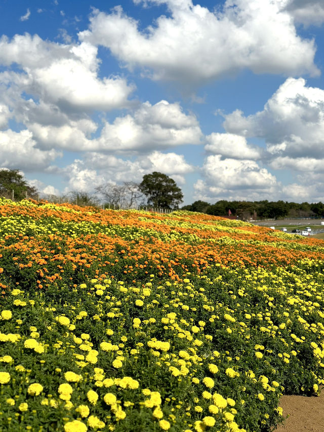 様々な絶景お花畑が見られる東京ドイツ村