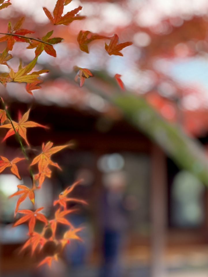 枯山水の庭に波紋のように広がる紅葉 | Trip.com 桜川市