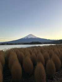 【山梨】河口湖紅葉まつり｜もみじ回路、大石公園🍁