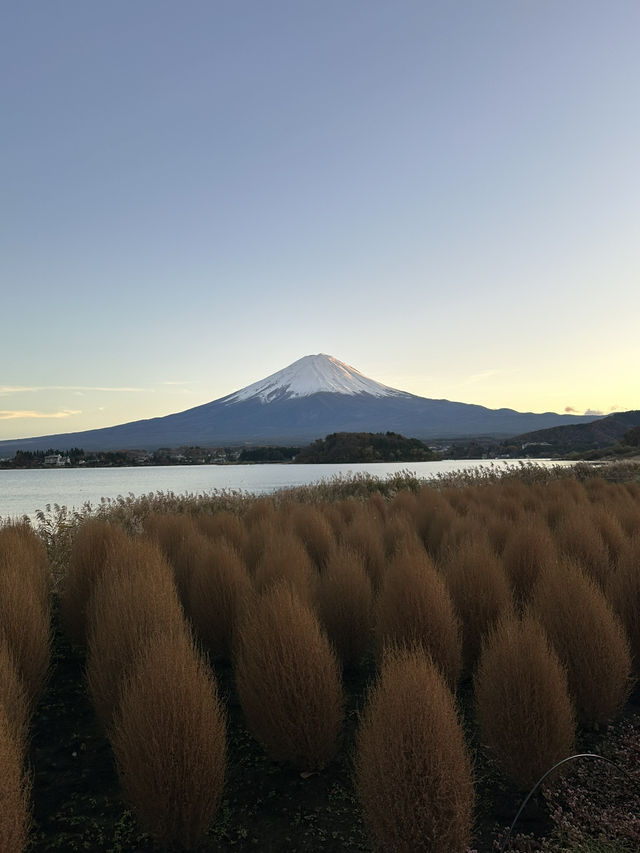 【山梨】河口湖紅葉まつり｜もみじ回路、大石公園🍁