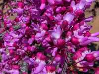 🌸 Terrace Park & Japanese Gardens – A Tranquil Oasis in Sioux Falls, South Dakota