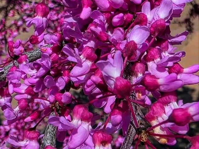 🌸 Terrace Park & Japanese Gardens – A Tranquil Oasis in Sioux Falls, South Dakota