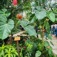 🪩南韓第二外島的玻璃巨蛋植物園&風之熱狗