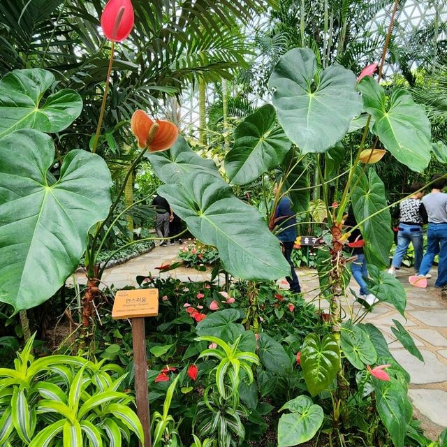 🪩南韓第二外島的玻璃巨蛋植物園&風之熱狗
