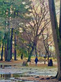 가을 산책엔 이노가시라 시공원 🍂🍁