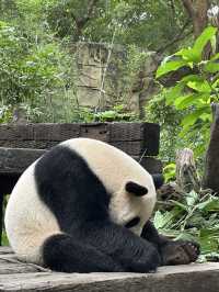 熊貓明星💕妹豬打卡必去🐼  樹熊🐨 近距離接觸長頸鹿🦒
