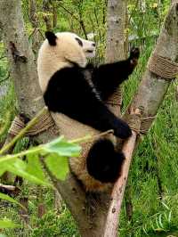 Chengdu: A City of Smiles and Pandas 🐼🌶️