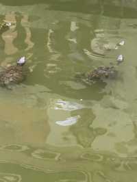 🎉泉州必打卡!🕌 海上絲綢🎉泉州必打卡!🕌 海上絲綢之路的起點 — 天后宮的神奇魅力✨之路的起點 — 天后宮的神奇魅力✨