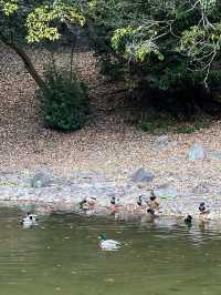11월에 가면 단풍 맛집 다카마쓰 리쓰린 공원