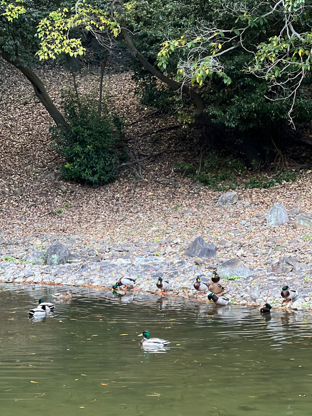 11월에 가면 단풍 맛집 다카마쓰 리쓰린 공원 11월에 가면 단풍 맛집 다카마쓰 리쓰린 공원
