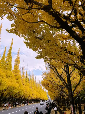 11月好去處2025 明治神宮外苑——東京最經典的黃金大道
