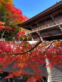 東京後花園｜高尾山｜闖入絕美紅葉油畫世界🍁