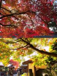 東京後花園｜高尾山｜闖入絕美紅葉油畫世界🍁