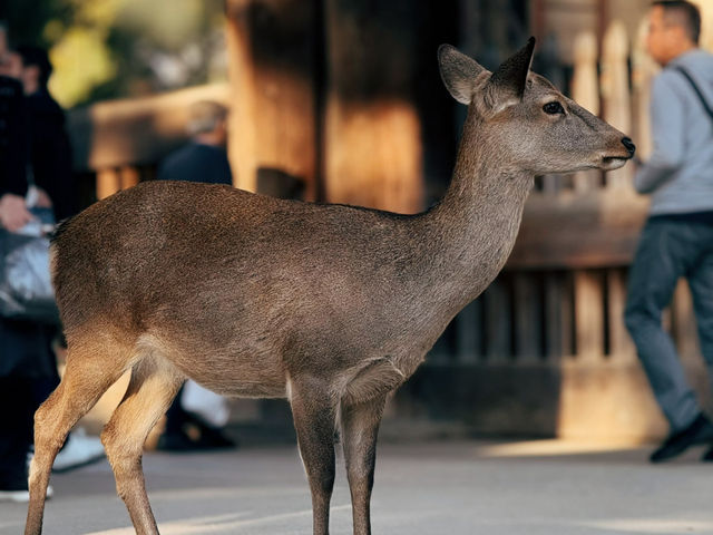 奈良東大寺～穿越千年遇見世界最大木造建築！與鹿共游的佛像奇觀🦌🏯