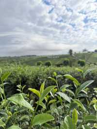 ไร่ชาฉุยฟง @เชียงราย