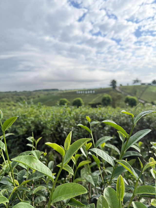 ไร่ชาฉุยฟง @เชียงราย