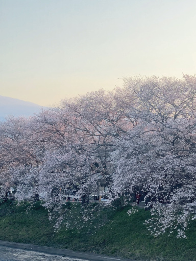 龍巌淵で迎える最高にエピックな桜の日の出 。 | Trip.com 富士市