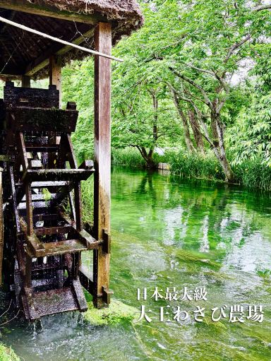 長野県】日本最大級のわさび農場！『大王わさび農場』 | Trip.com 安曇野市