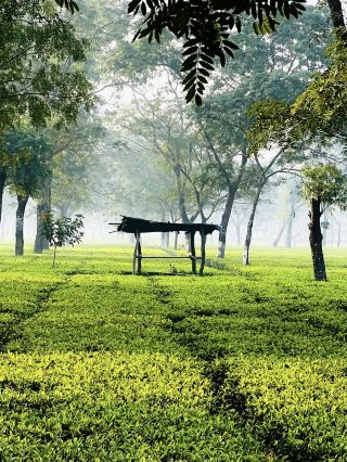 🍃☕ Malnichhara Tea Garden — A Green Escape in Sylhet 🇧🇩💚

If you want to experience the peaceful beauty of Sylhet’s tea gardens, Malnichhara Tea Garden is a wonderful place to visit. Surrounded by endless greenery, rolling landscapes, tea bushes, and fresh air, this historic tea garden offers a completely different experience from the busy city.

Located near Sylhet city, Malnichhara is one of the most well-known tea gardens in the region and is closely connected with Sylhet’s long tea-growing history.

🌿 A Historic Tea Garden

Malnichhara Tea Garden is widely regarded as one of the oldest and most historically significant tea gardens in Bangladesh. Its history goes back to the 19th century, when commercial tea cultivation began expanding in the Sylhet region.

Over the years, tea production became an important part of Sylhet’s identity, and Malnichhara remains one of the places that reflects this heritage.

🍃 Endless Green Tea Fields

The first thing you notice at Malnichhara is the incredible greenery.

Rows of carefully maintained tea bushes stretch across the landscape, creating beautiful patterns that seem to continue into the distance. Walking along the narrow paths between the tea plants can be incredibly peaceful.

The fresh air, quiet surroundings, and green scenery make it an ideal place to escape from the noise of city life.

📸 A Photographer’s Paradise

Malnichhara is perfect for photography, especially for travelers who love natural landscapes.

You can capture:
· 🍃 Endless rows of tea plants
· 🌴 Tall shade trees
· 👩🌾 Tea workers in the gardens
· 🌿 Green hills and landscapes
· ☁️ Clouds over the tea fields
· 📷 Beautiful travel portraits
· 🌅 Soft morning and afternoon light

The natural greenery provides a beautiful background for both landscape and portrait photography.

☕ Experience Sylhet’s Tea Culture

Sylhet is closely associated with tea, and visiting a tea garden gives you an opportunity to understand a little more about this important part of the region’s culture and economy.

You may see tea workers carefully picking fresh leaves, particularly during the harvesting season. Watching the traditional process can make your visit more meaningful.

🌤️ Best Time to Visit

Malnichhara can be visited throughout the year, but the experience changes with the seasons.

🍃 Monsoon: The garden becomes incredibly lush and vibrant after rainfall.

☀️ Winter: Comfortable weather makes it easier to walk around and explore.

🌅 Morning: A peaceful atmosphere and softer light make early morning a great time for photography.

💰 Travel Cost

Since the tea garden is close to Sylhet city, transportation costs can be relatively low compared with destinations farther away.

Your total expense will depend on where you start, your transportation, and whether you combine the visit with other attractions around Sylhet.

⚠️ Things to Keep in Mind

✔️ Respect the tea garden and local workers.
✔️ Do not damage or pick tea leaves without permission.
✔️ Stay on permitted paths.
✔️ Avoid littering.
✔️ Wear comfortable footwear.
✔️ Carry water, especially on hot days.
✔️ Ask for permission before taking close-up photographs of workers.
✔️ Check local access rules before entering the garden.

✨ Malnichhara is not just a tea garden—it is a glimpse into the green soul and tea heritage of Sylhet.

A quiet walk through rows of tea plants, fresh air, gentle hills, and the sight of tea workers collecting leaves can turn a simple visit into a beautiful travel memory. 🍃☕💚

📍 Malnichhara Tea Garden, Sylhet, Bangladesh

#Malnichhara #MalnichharaTeaGarden #Sylhet #SylhetTour #SylhetTravel #TeaGarden #TeaGardenBangladesh #NatureLovers #TeaLovers #TravelPhotography #BeautifulBangladesh #TravelDiaries
