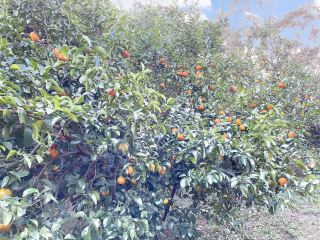 The Joy of Citrus Picking.