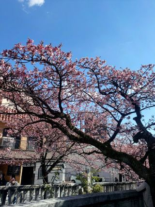 Unexpectedly Stunning: Atami Cherry Blossom Avenue – Where Nature Meets Urban Chic!